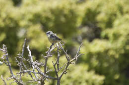 Image of Cape Penduline Tit