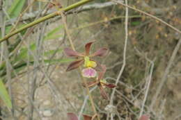 Image of Encyclia hanburyi (Lindl.) Schltr.