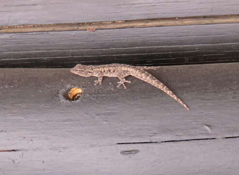 Image of Stevenson's Dwarf Gecko