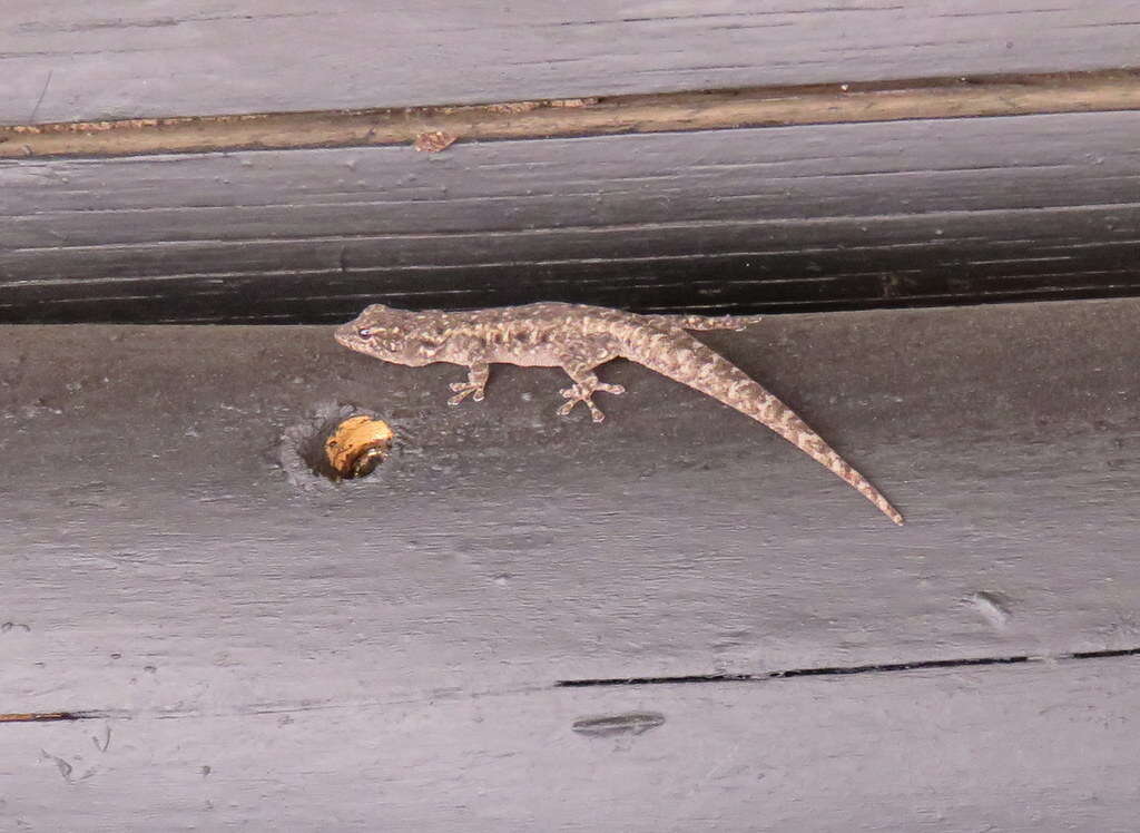 Image of Stevenson's Dwarf Gecko