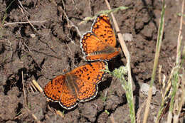 Image de Melitaea arduinna kocaki Wagener & Gross 1976