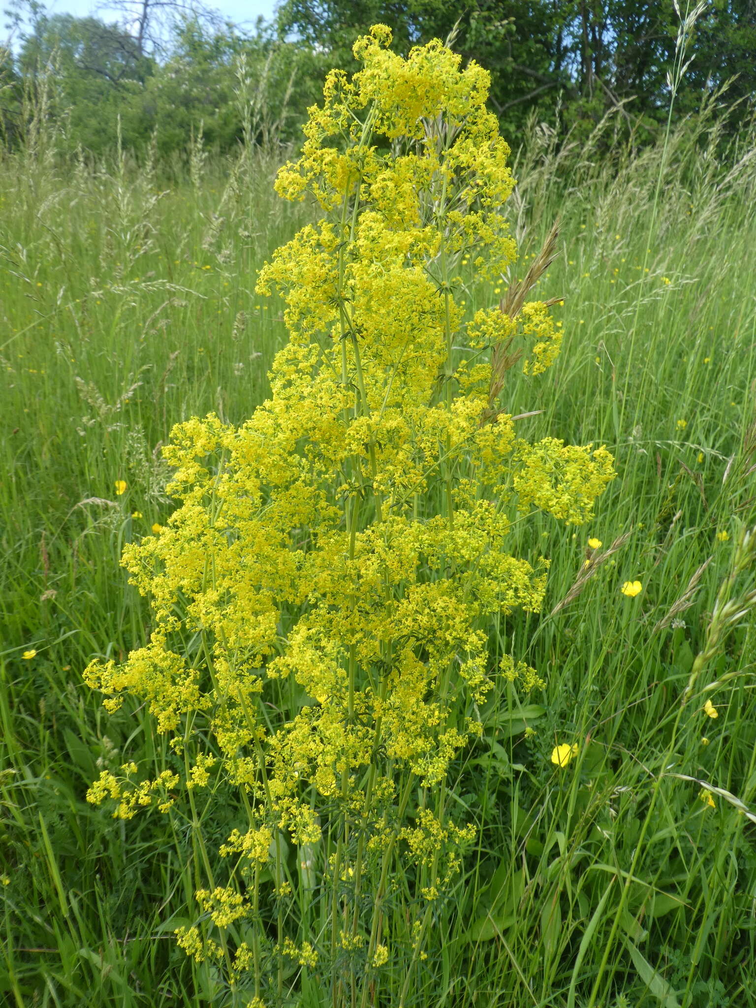 Image of Wirtgen's bedstraw