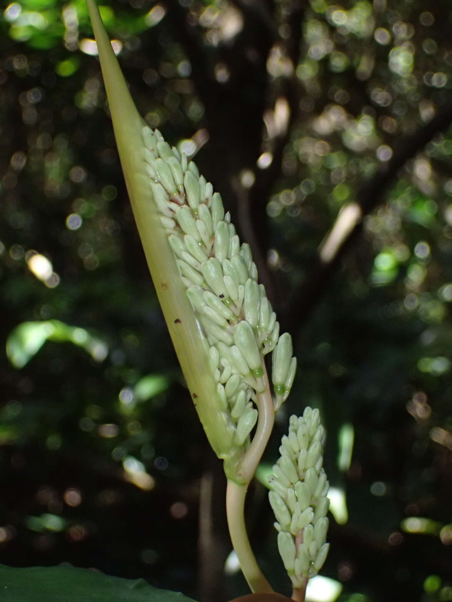 Image of Alpinia flabellata Ridl.