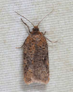 Imagem de Acleris semiannula Robinson 1869