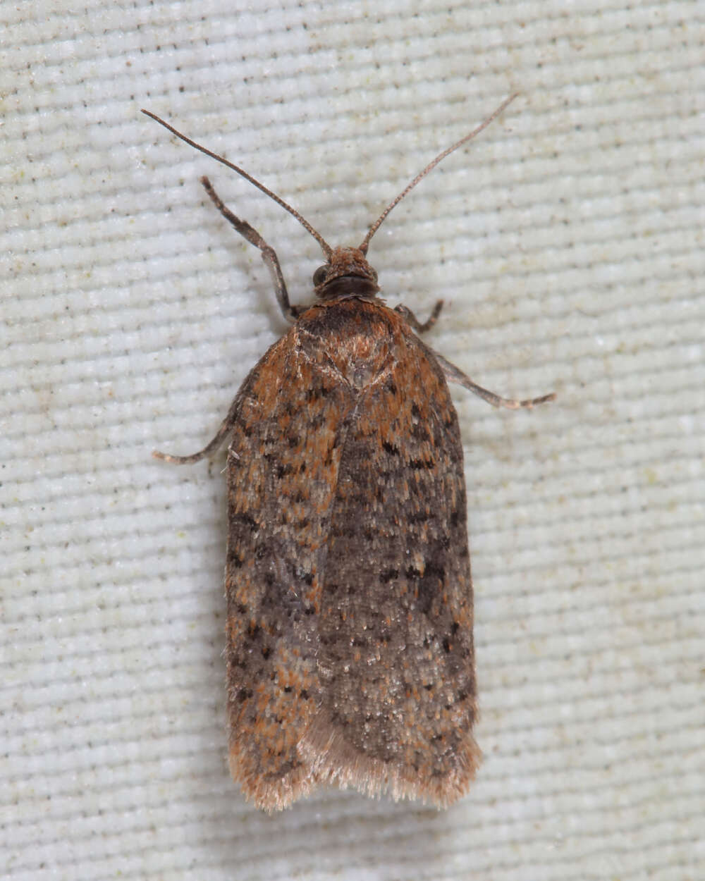 Imagem de Acleris semiannula Robinson 1869