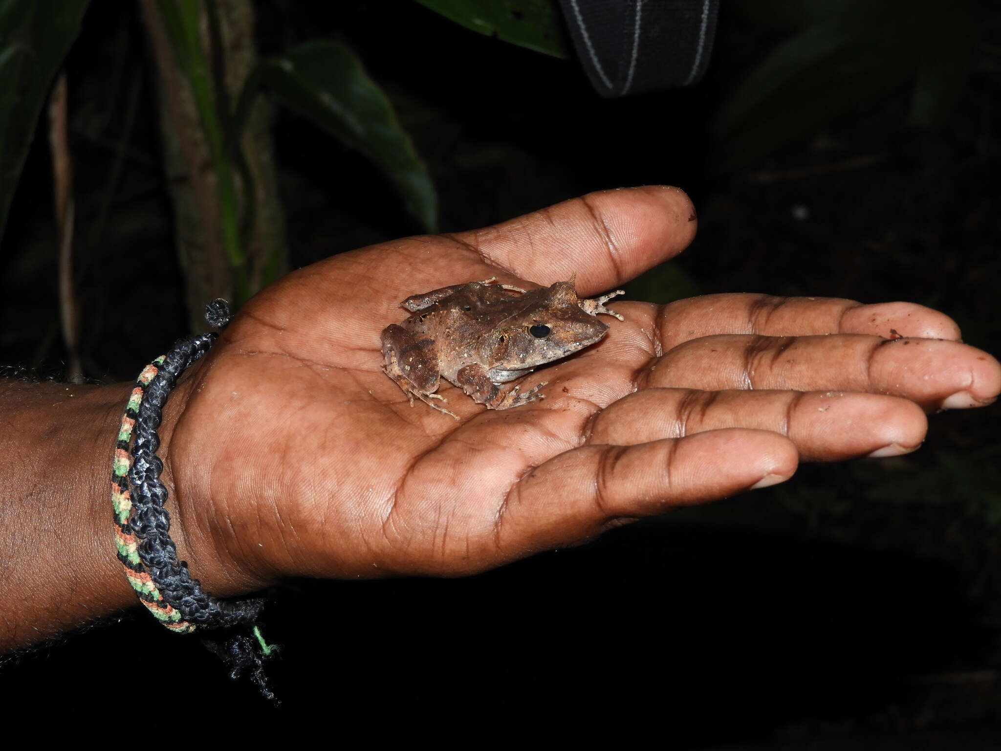 Image of Solomon Islands Leaf Frog