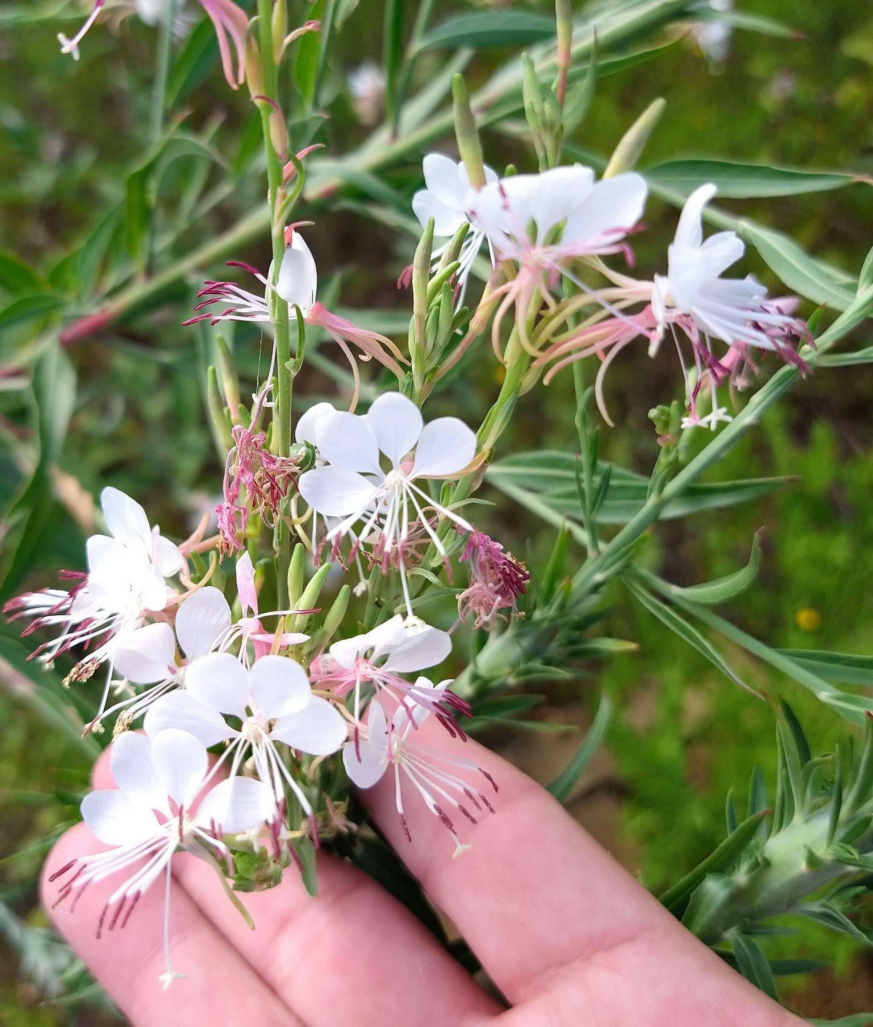 Image of longflower beeblossom