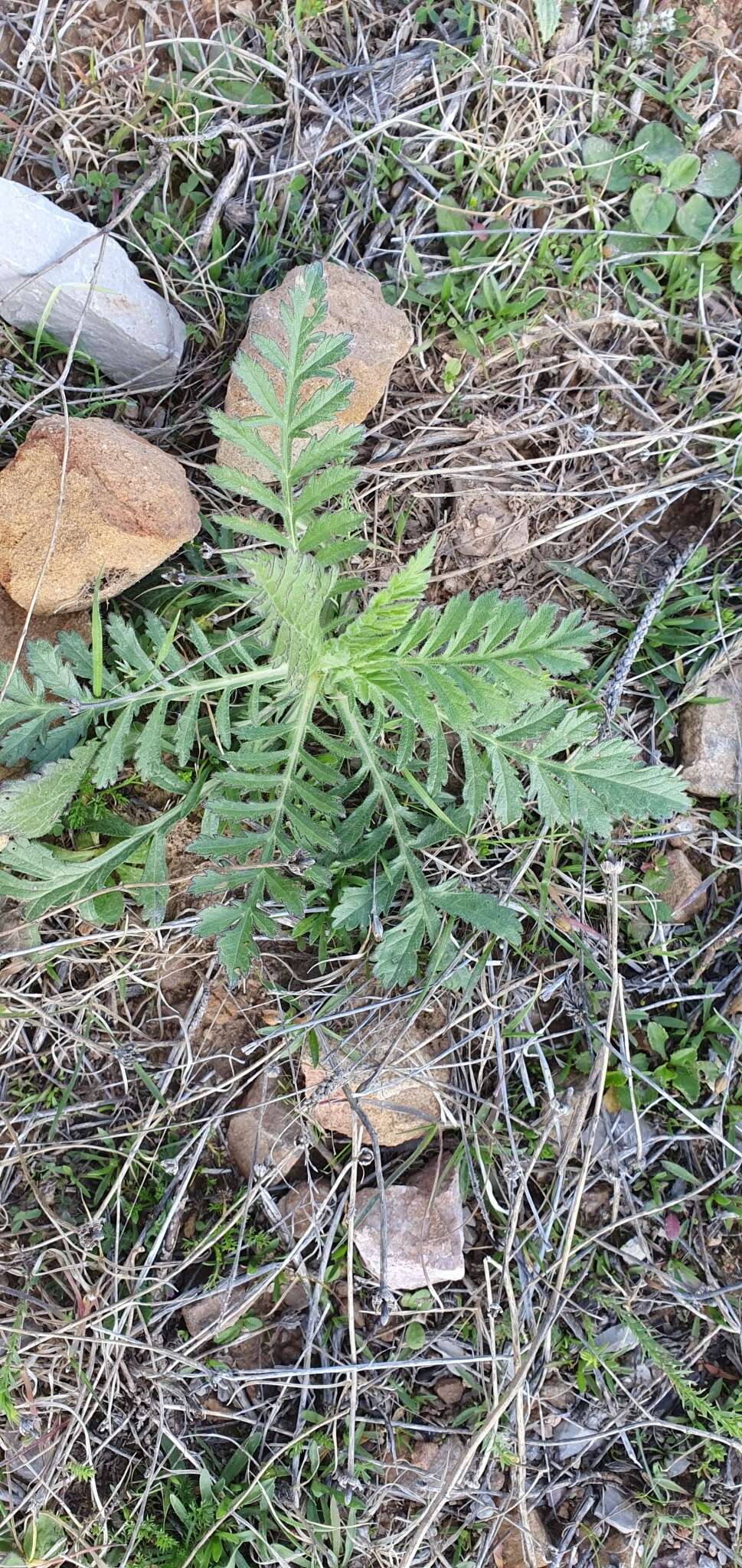 Image of Sixalix atropurpurea subsp. maritima (L.) Greuter & Burdet