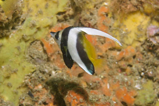 Image of Bannerfish