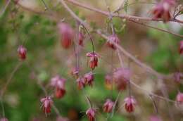 Image of Thalictrum guatemalense C. DC. & Rose ex Rose