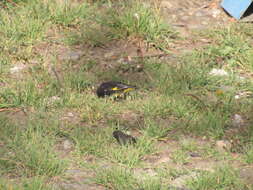 Image of Black Siskin