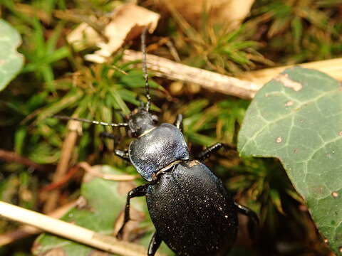 Image of Winstanley Ground Beetle