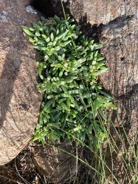 صورة Delosperma carterae L. Bol.