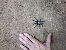 Image of Orange Baboon Tarantula