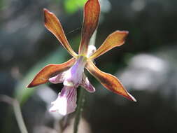 Image of Encyclia acapulcensis