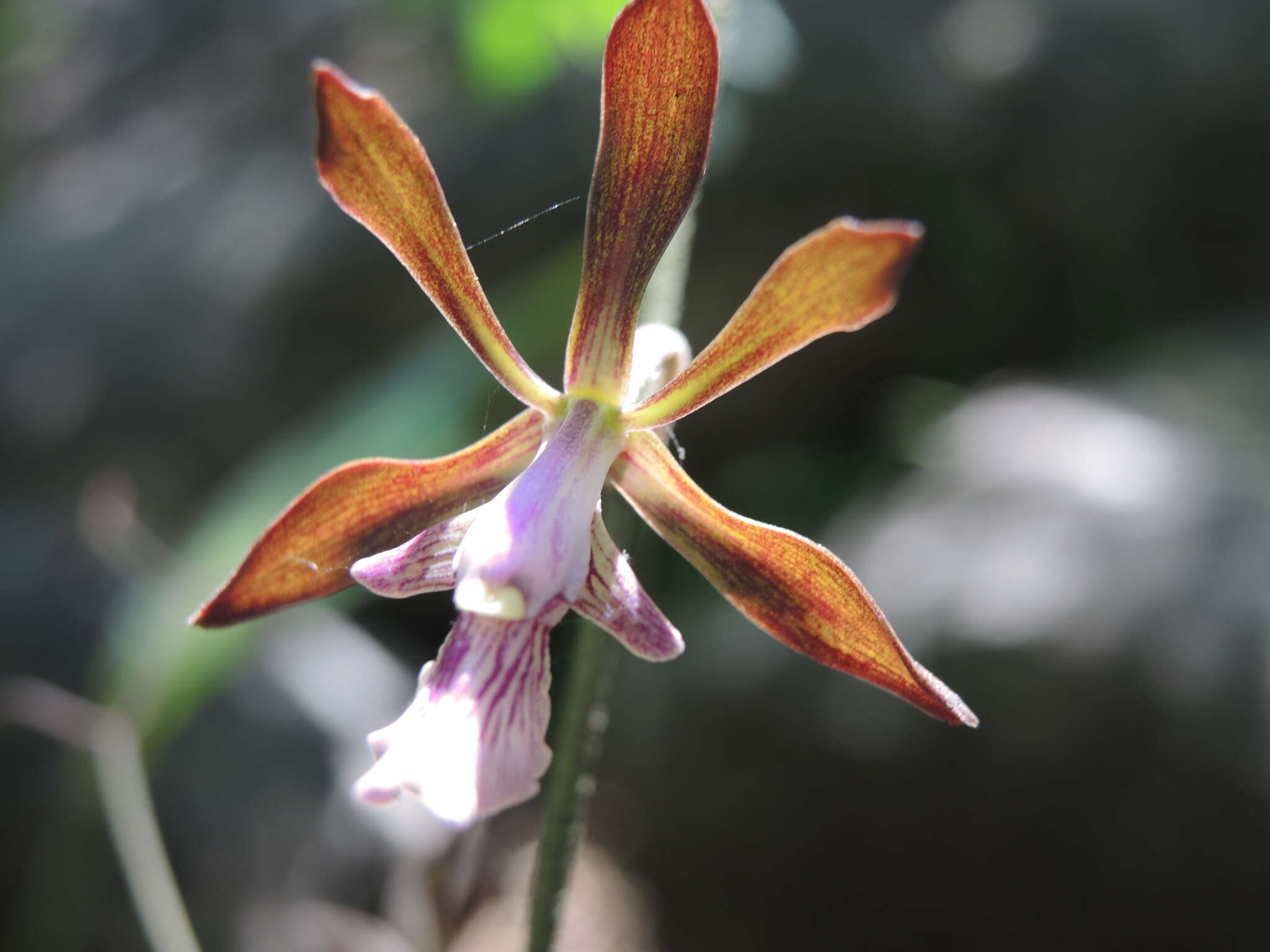 Слика од Encyclia acapulcensis