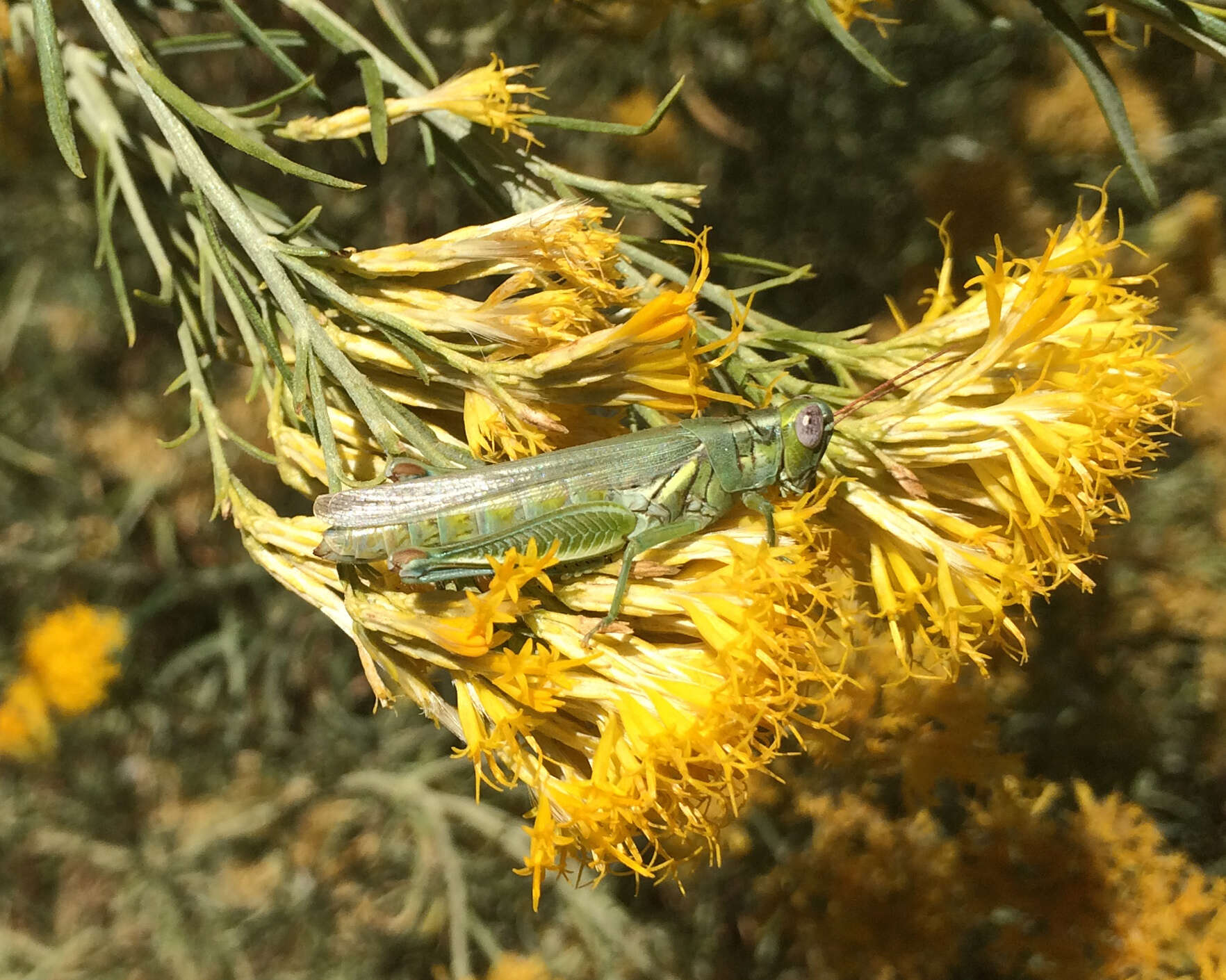 Image of Melanoplus herbaceus Bruner & L. 1893