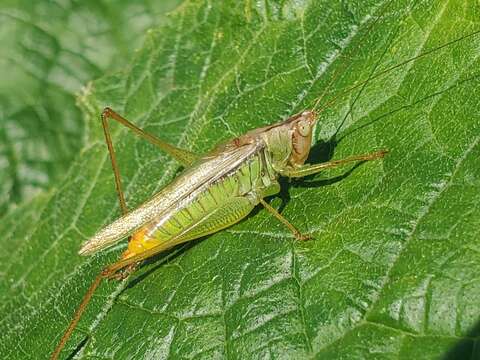 Image of Agile Meadow Katydid