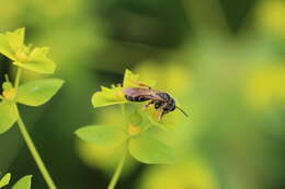 Image de Andrena chrysosceles (Kirby 1802)