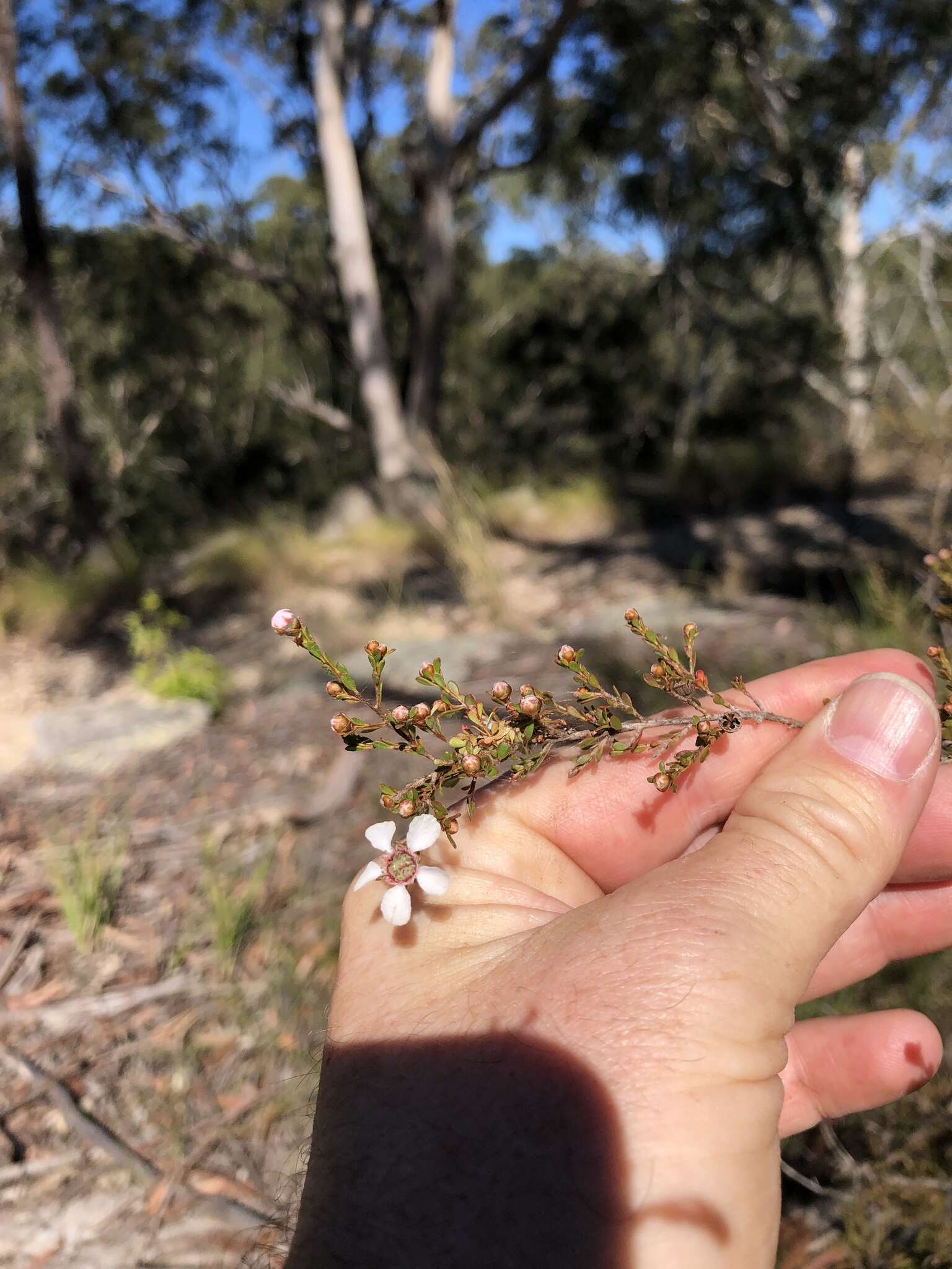 Sivun Leptospermum parvifolium Sm. kuva