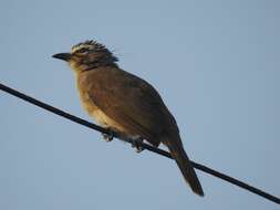 Image of White-browed Bulbul