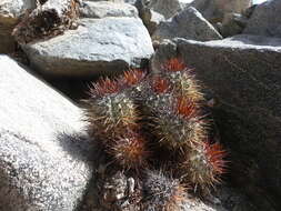 Imagem de Copiapoa calderiana subsp. atacamensis (Middled.) Mottram