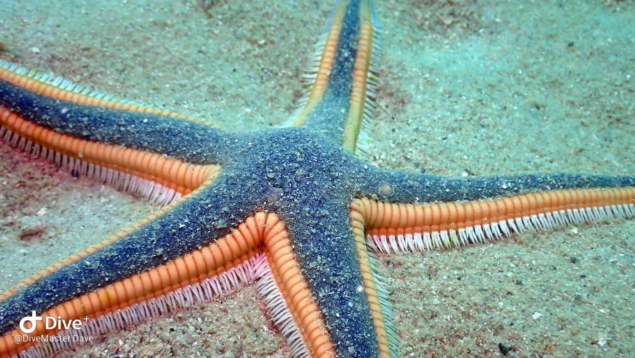 Image of Astropecten articulatus (Say 1825)