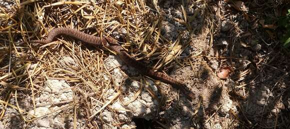 Image of Vipera berus berus (Linnaeus 1758)