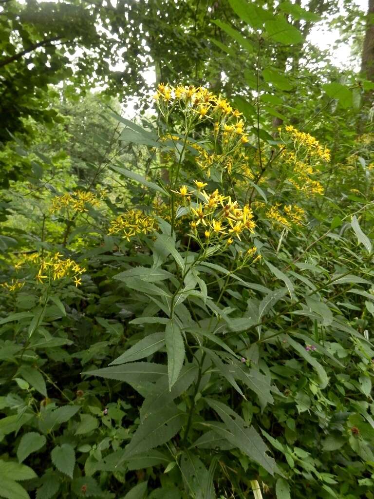 Image of wood ragwort