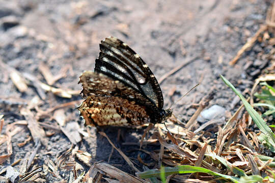 Imagem de Elymnias nesaea Linnaeus 1758