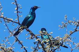 Image of Cape Glossy Starling