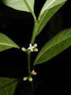 Image of Ronabea latifolia Aubl.