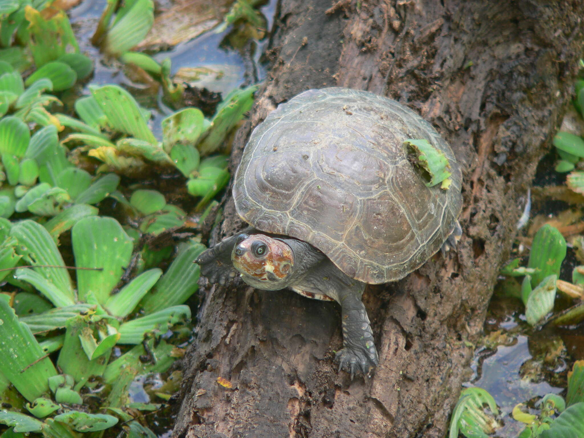 Image of Llanos Sideneck Turtle