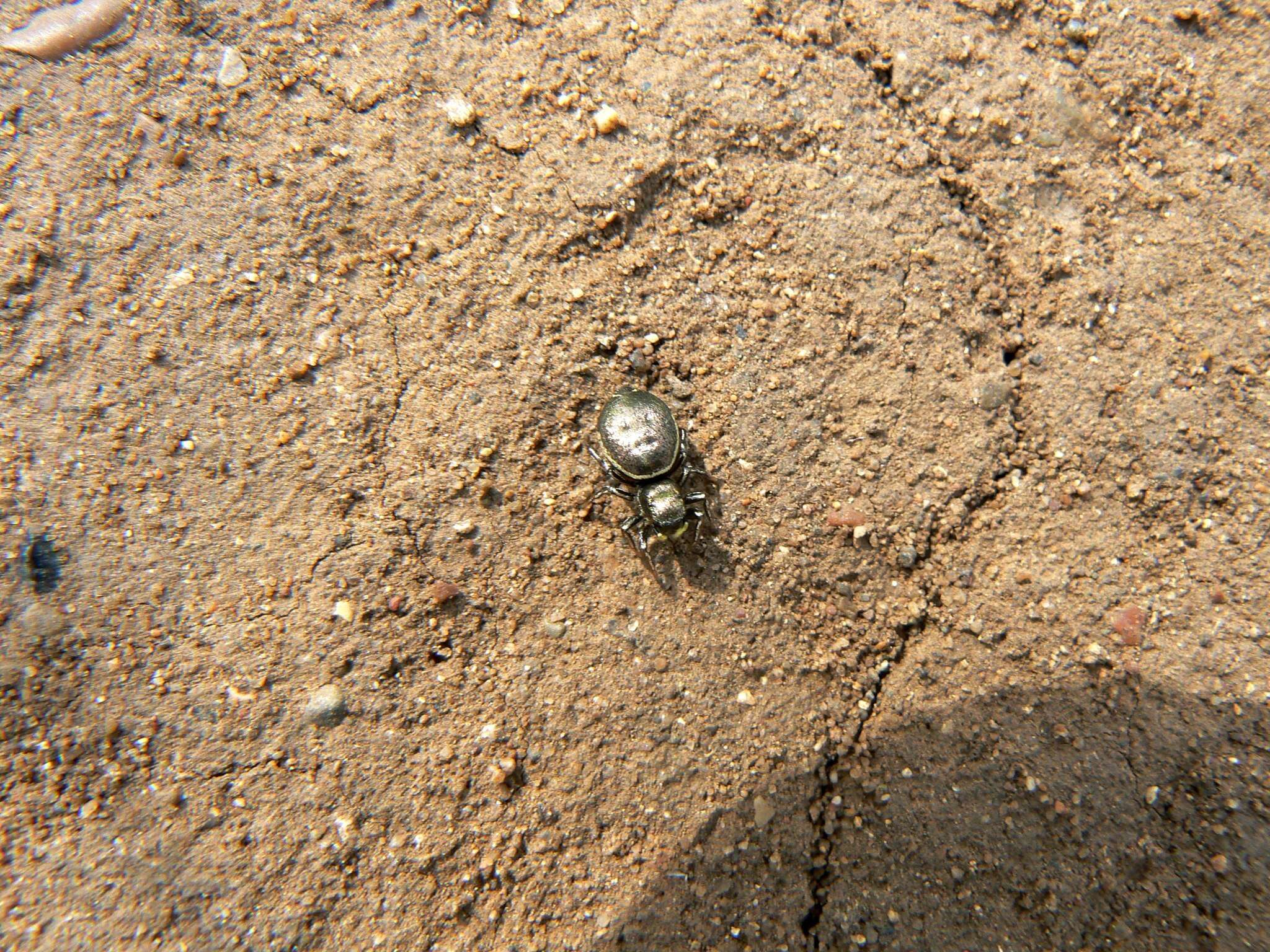 Image of Heliophanus auratus C. L. Koch 1835