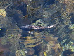 櫻花鉤吻鮭臺灣亞種的圖片