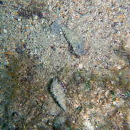 Image of rocky-shore hermit crab