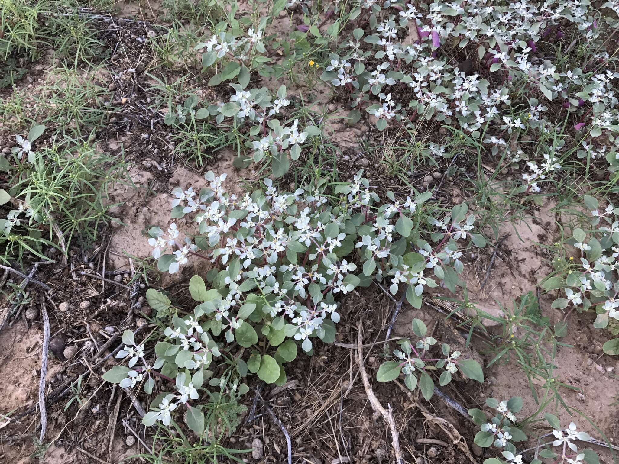 Imagem de Tidestromia lanuginosa (Nutt.) Standl.