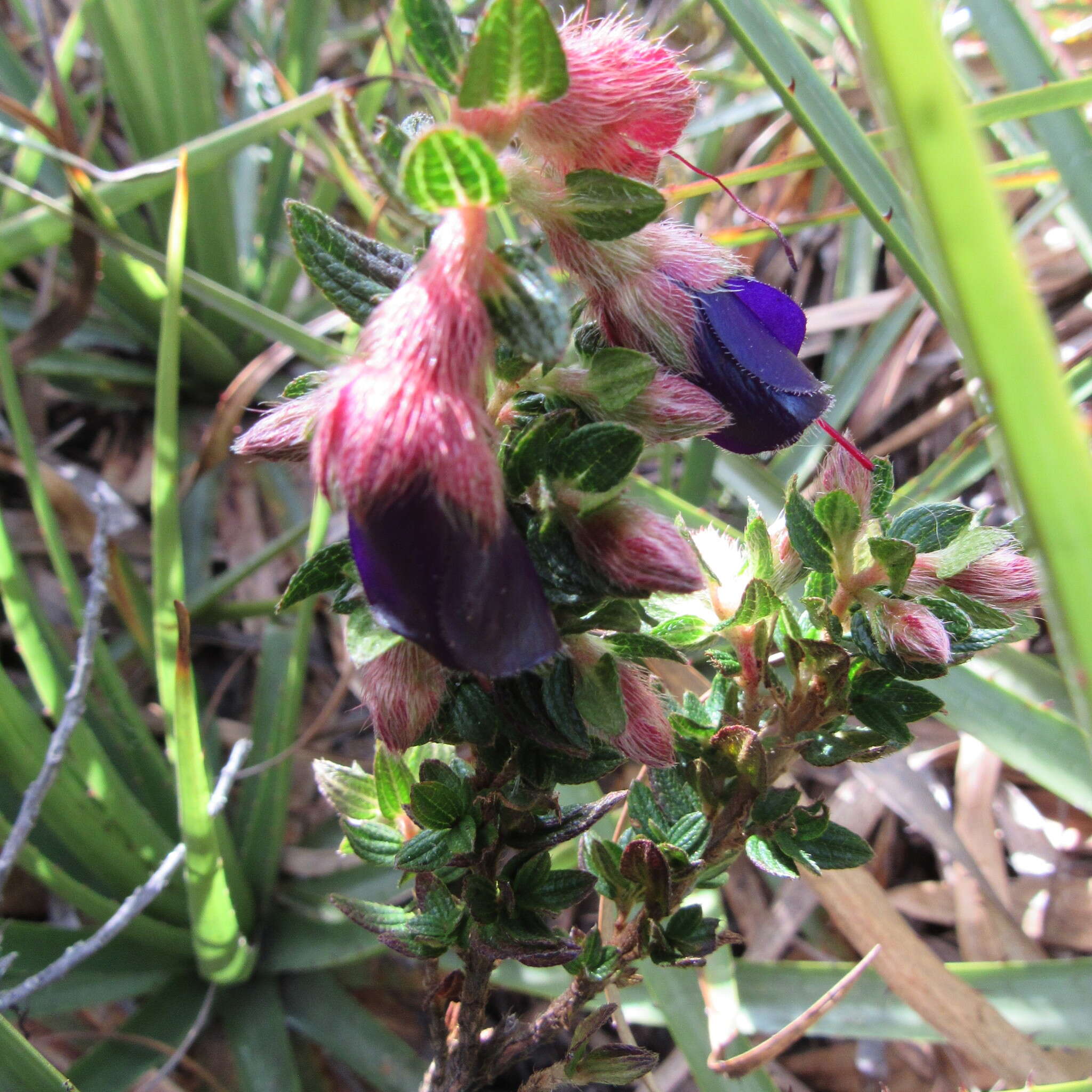 Image de Brachyotum strigosum (L. fil.) Triana