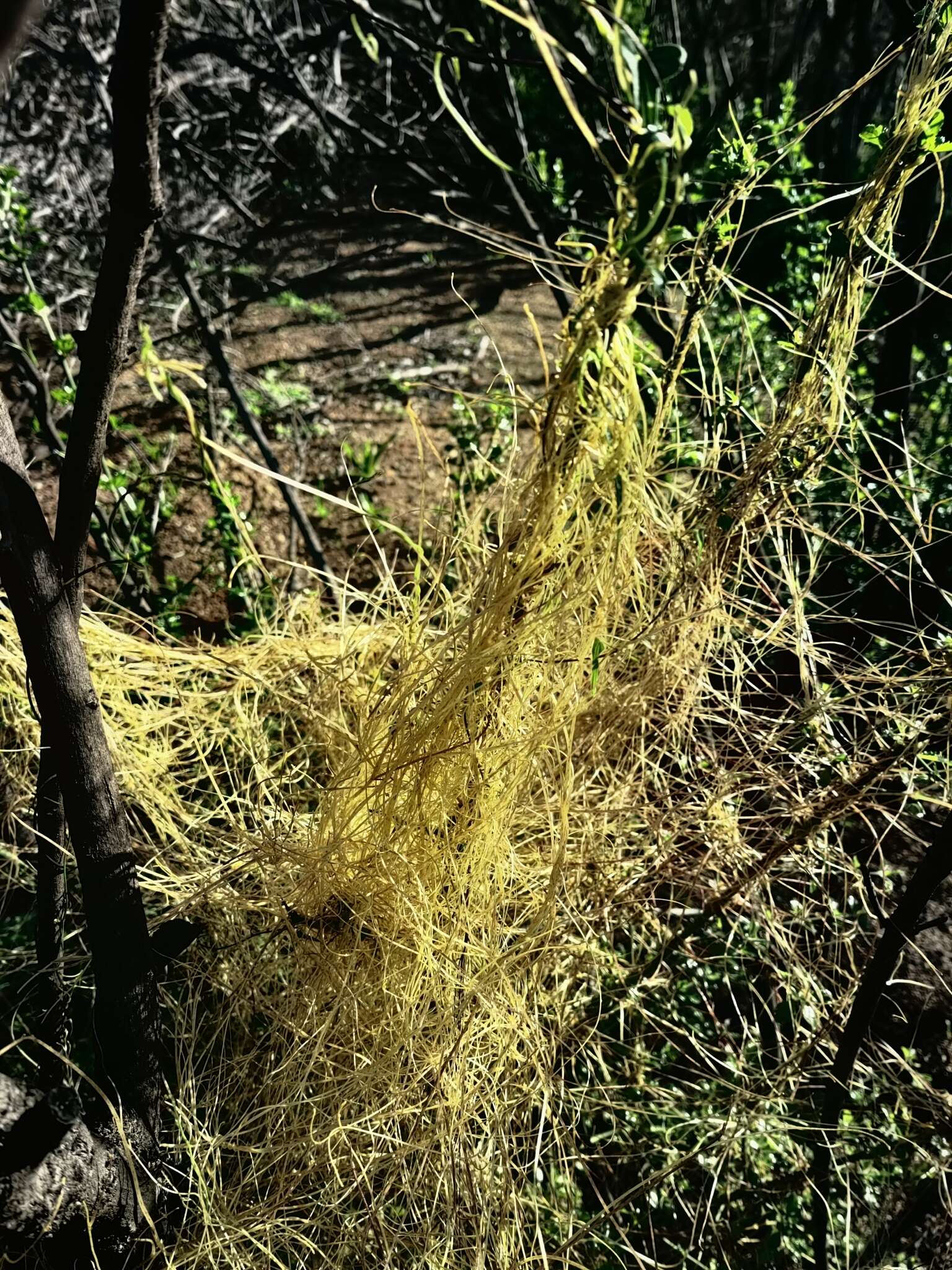 Image of Cuscuta chilensis Ker-Gawl.