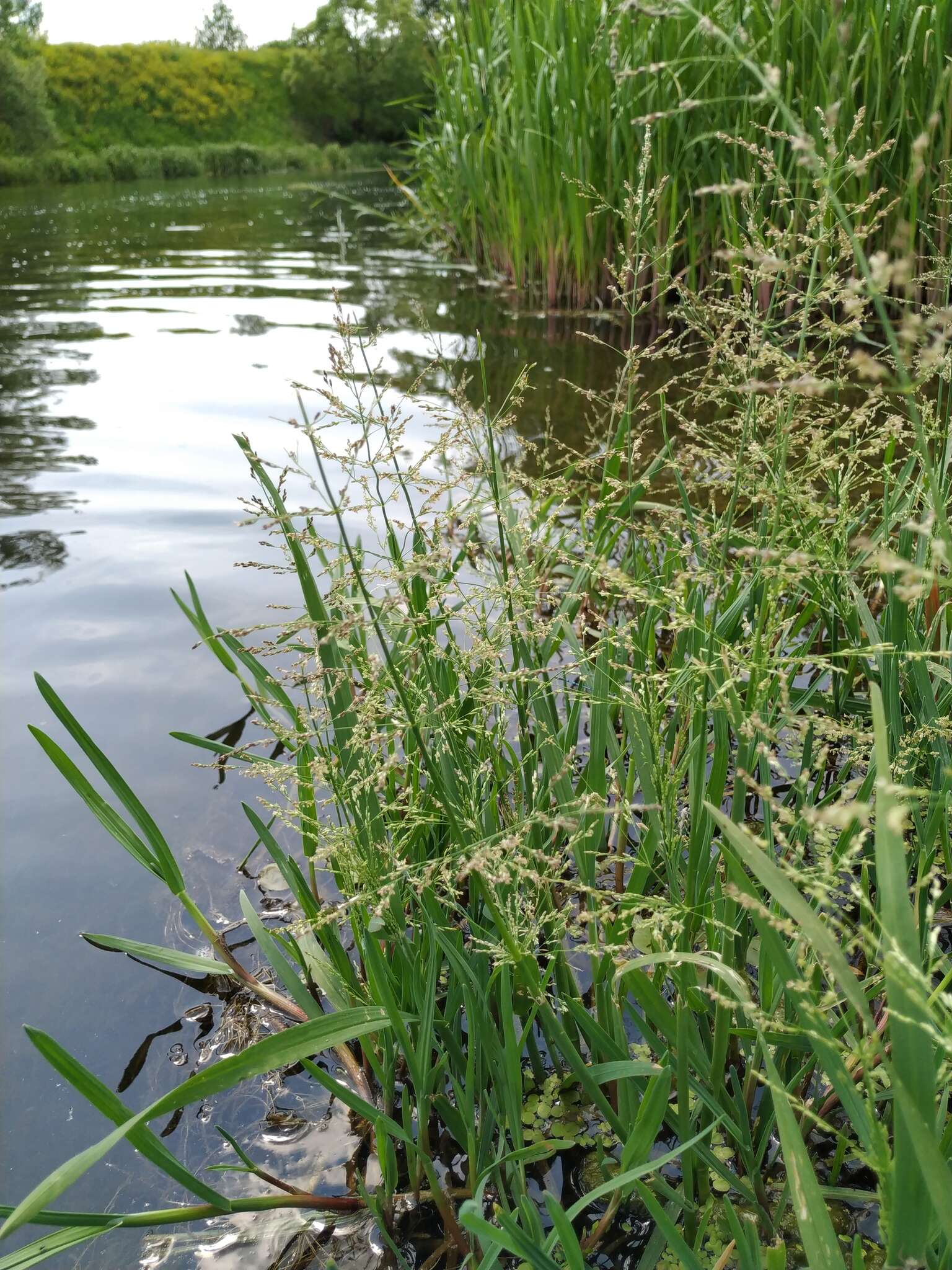 Image of whorlgrass