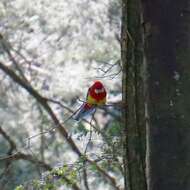 Image of Eastern Rosella