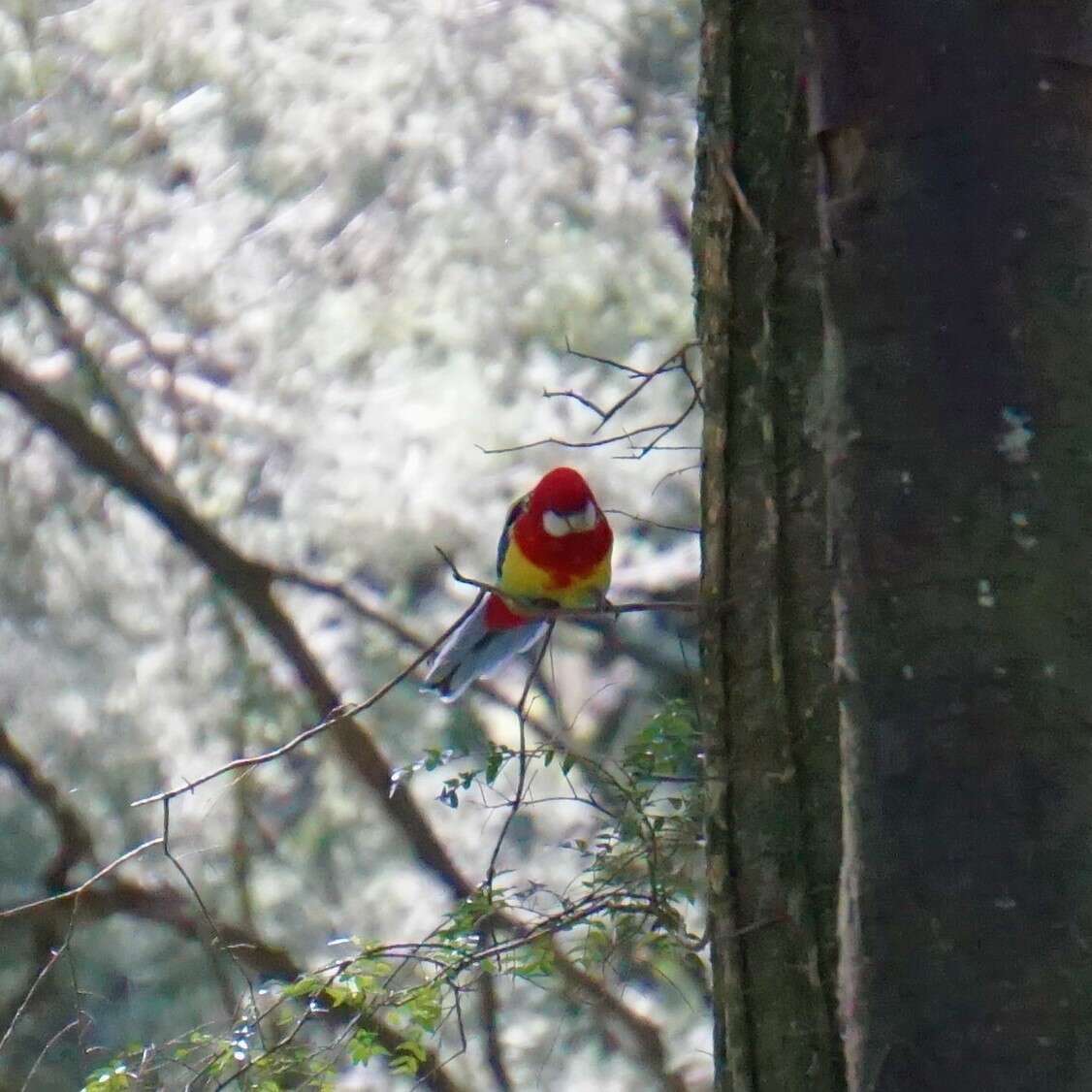 Image of Eastern Rosella