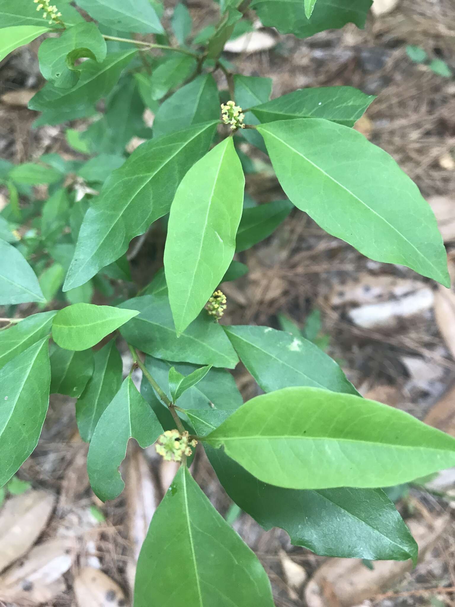 Image of Gulf Sebastian-Bush