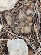 Image of Texas Nipple Cactus