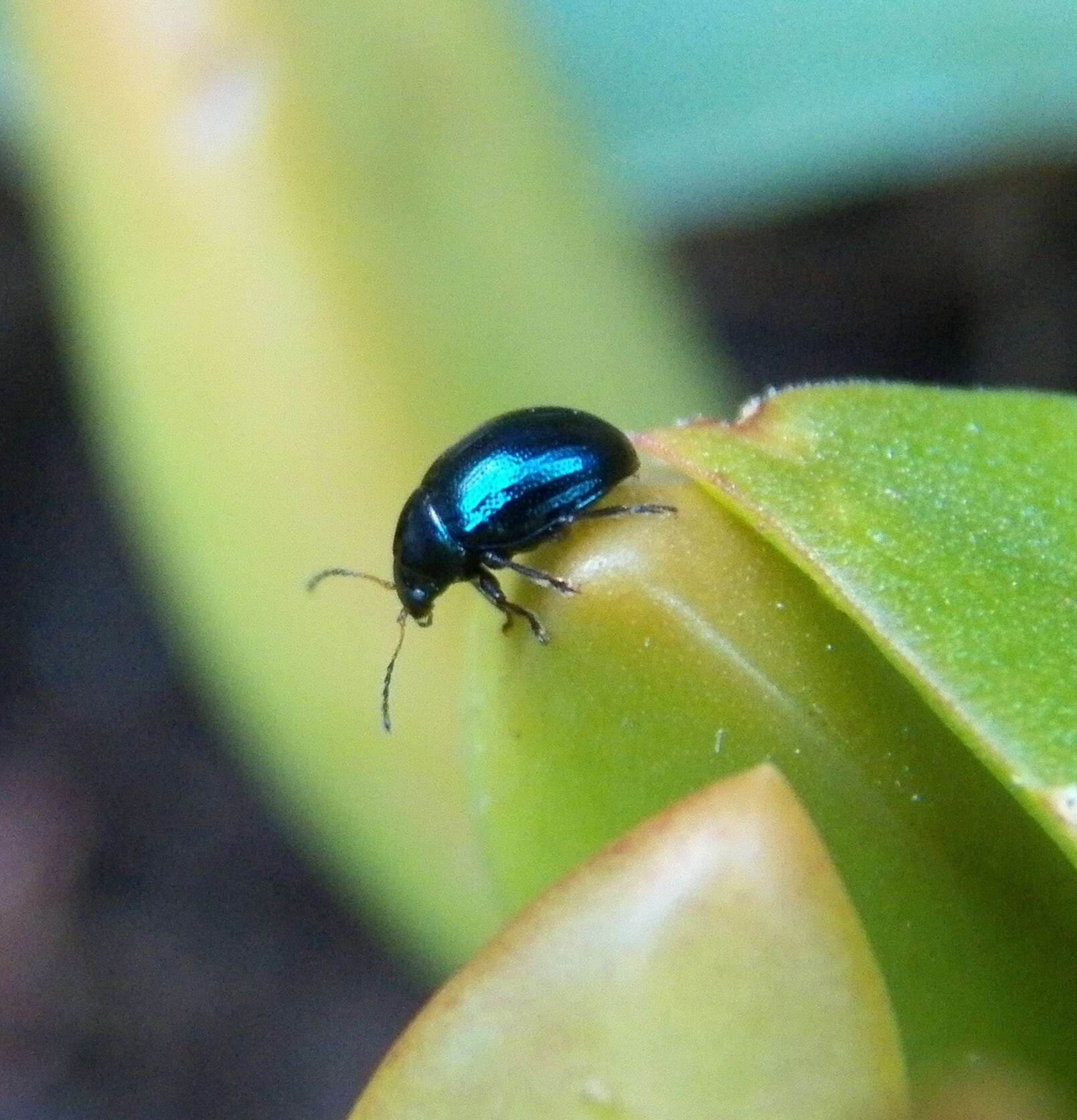 Image of Sweetpotato Leaf Beetle