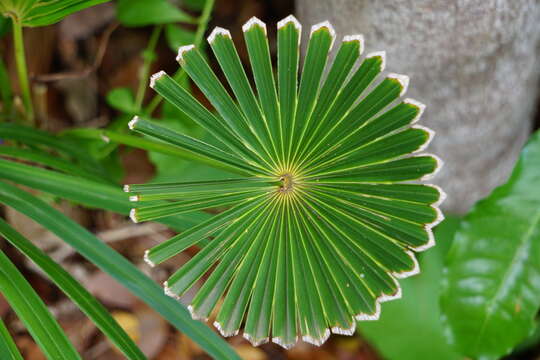 Image of Coccothrinax alta (O. F. Cook) Becc.