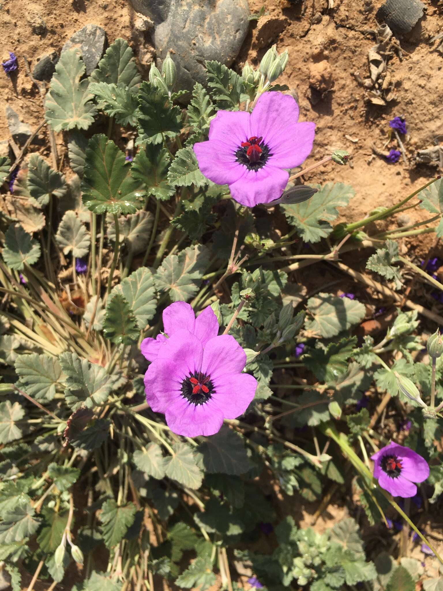 Image of Erodium guttatum (Desf.) Willd.