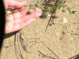 Image of Tifton burclover