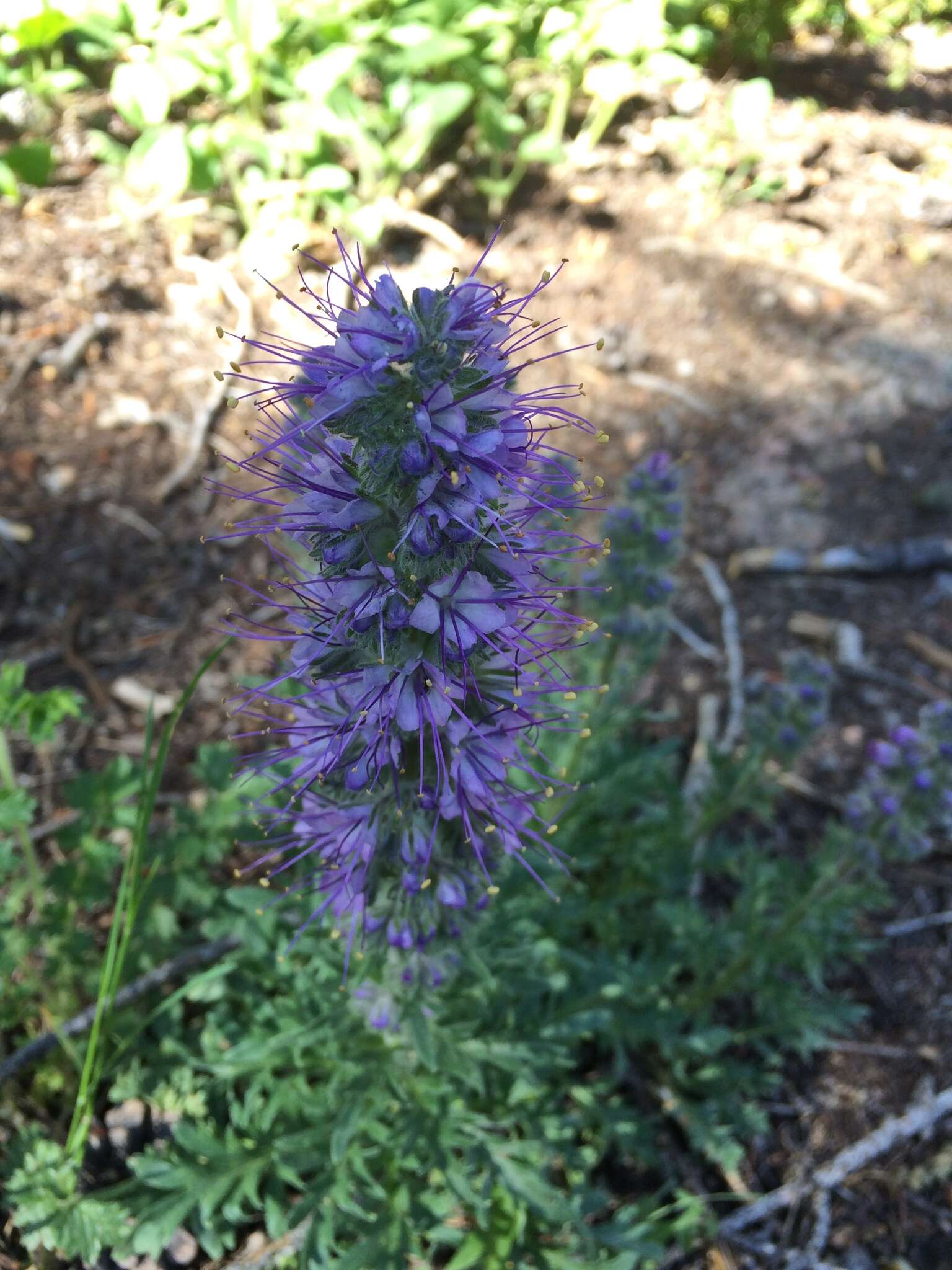 Image of silky phacelia