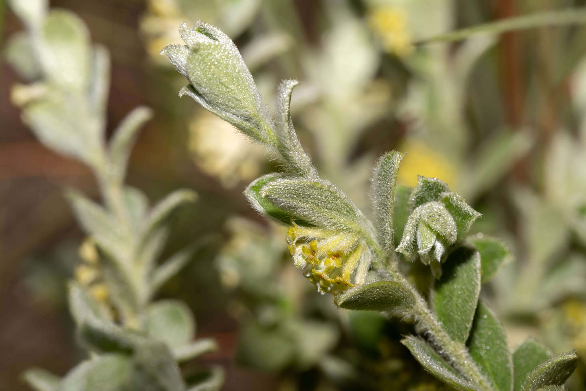 Image of Pimelea chlorina A. R. Bean